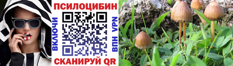 Галлюциногенные грибы Psilocybine cubensis Бабушкин